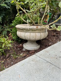 Italian style urn planters concrete cement (75 short each 95 tall each)