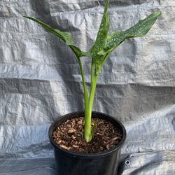 Dieffenbachia Dumb Cane plant. 