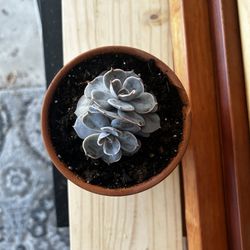 Ghost Echeveria Succulent Plant In 4” Terracotta Pot 