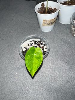 Various Alocasia corms for sale
