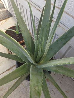 Aloe Vera plant