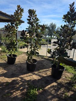 Magnolias D d Blanchard 15gallon 10ft Tall 