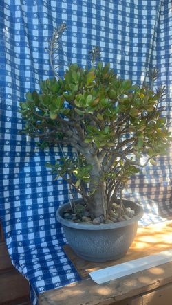 Large Jade Plant in Decorative Pot