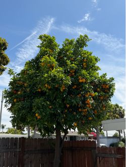 FREE Oranges (sour)