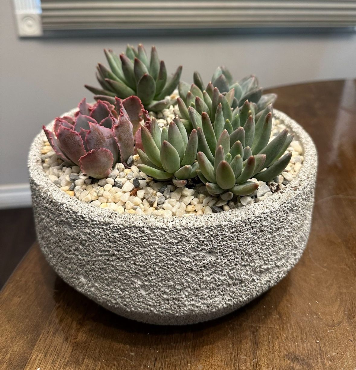 9” Succulent Cactus Bowl
