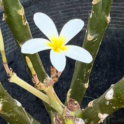 Plumeria  Plant 