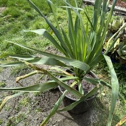 Plants 