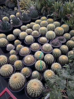 Golden Barrel Cactus