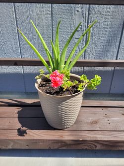 Plant Arrangement