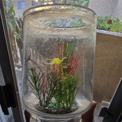 Free Betta Bowl With Fake Plant