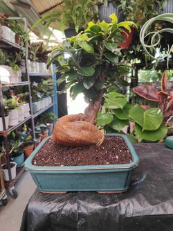 Ginseng Ficus Bonsai Tree 