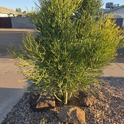 Plant