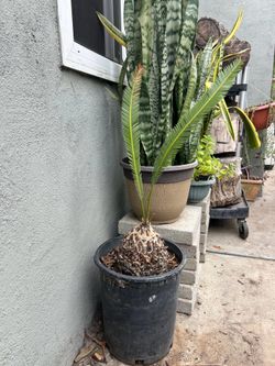 Dioon edule cycad