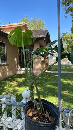 Monstera