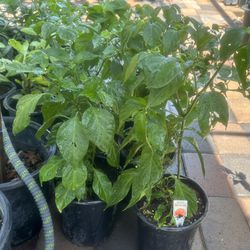 Abanero Chile Plants Some Already Have Flowers and Chiles in a Gallon Pot $15 Each