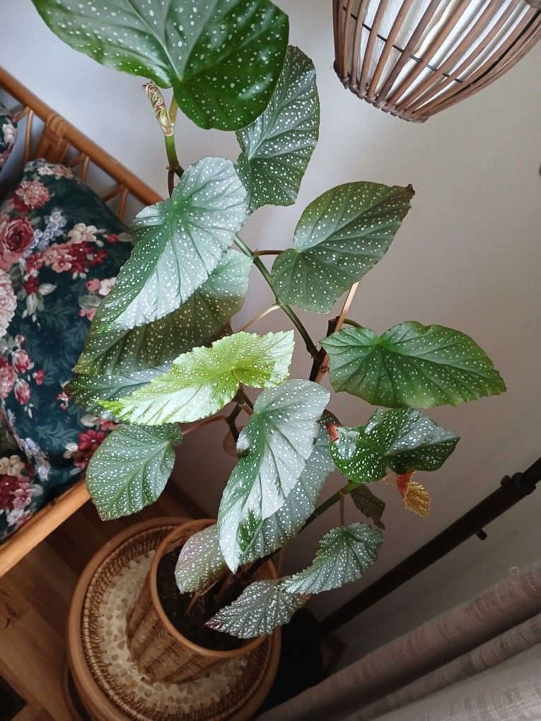 Interior Plant. Tall 3ft.
