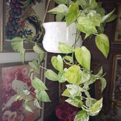 Pothos Cuttings $1 Per NODE - Snow Queen, Rio, Glacier, Marble Queen, Golden, Pearl & Jade