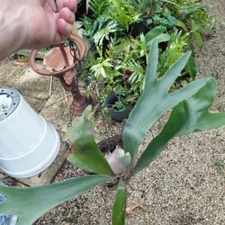 Staghorn Fern Live Plant