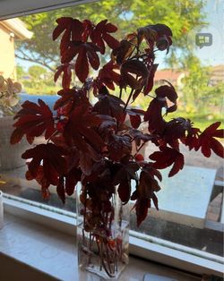 Rooted, cranberry hibiscus flowering plant