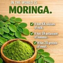 Moringa tree  🌳 🌿💊