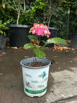 Pink Hydrangea Plant in Pot