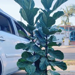 Beautiful Fiddle Leaf Fig Trees🌳🌳 2 Plants In 1 Pot