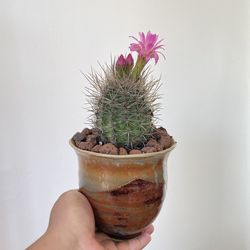 Vintage Cactus Planter