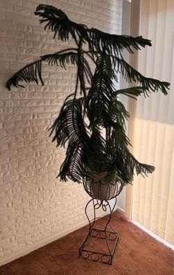 Norfolk Island Pine with metal plant stan