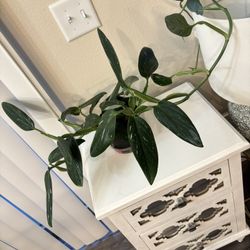 Big Variegated Monstera  Standeyana Each Leaf  Is Variegated 