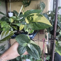 Scindapsus Jade Satin Albo 