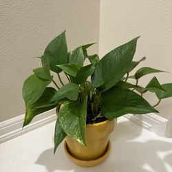 Live Healthy Golden Pothos In 6” Ceramic Pot