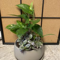 Plants in Pot