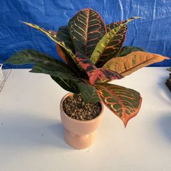 Colorful Potted Plant