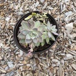 Echeveria Succulent 