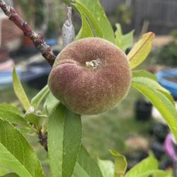 White donut Peach Fruiting Tree