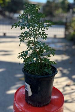 Planta de ruda. Plant