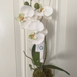 Artificial  Plant 