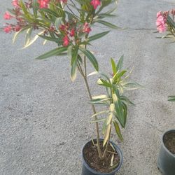 Red Oleanders 5 Gallon
