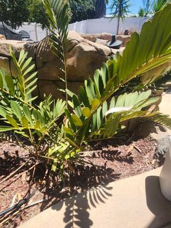 Plant: Cardboard Palms