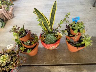 Succulent beauties