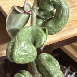 Variegated Hoya Plant 6inch Cutting 