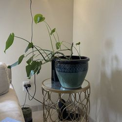 Outdoor And Indoor Plants - Moving 