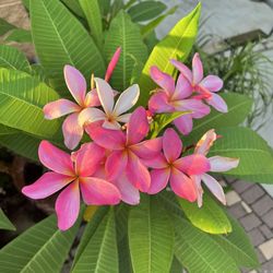 Several Colors Of Plumerias And Orange Heliconia’s