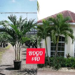 Christmas Palm in 7gal Buy One Get One Free Palmeras  Christmas En 7gal Compra Una Lleva 2