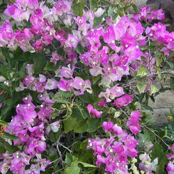 Tall Bougainvillea plant 22 inch pot