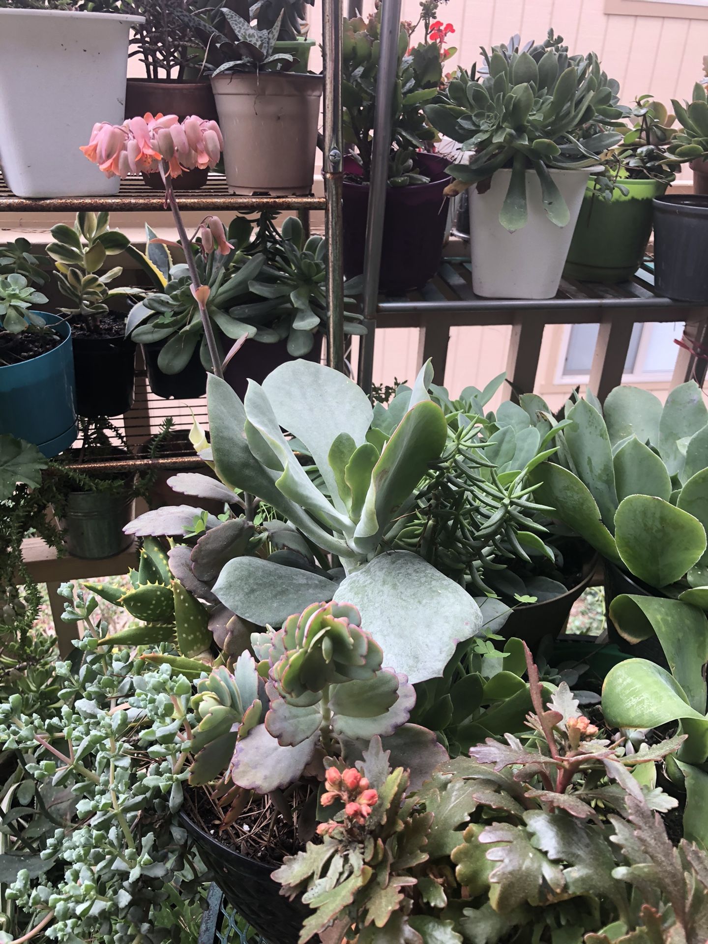 Succulent