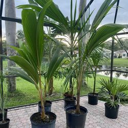 Dwarf Malayan Coconut Palm Trees