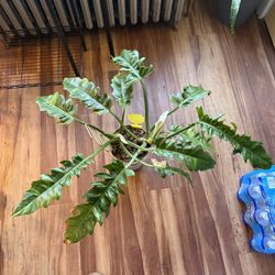 Philodendron Ring Of Fire 