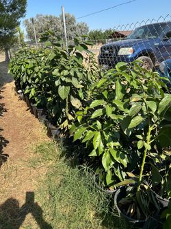 Árboles de aguacate advocate trees