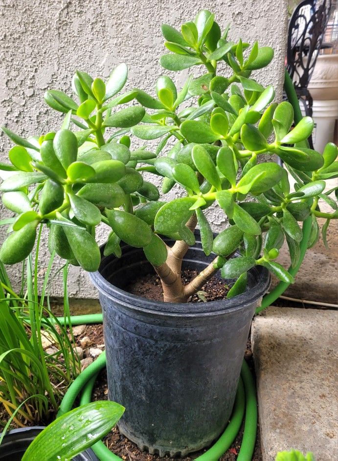 Large Jade Plant in 5-gal Pot